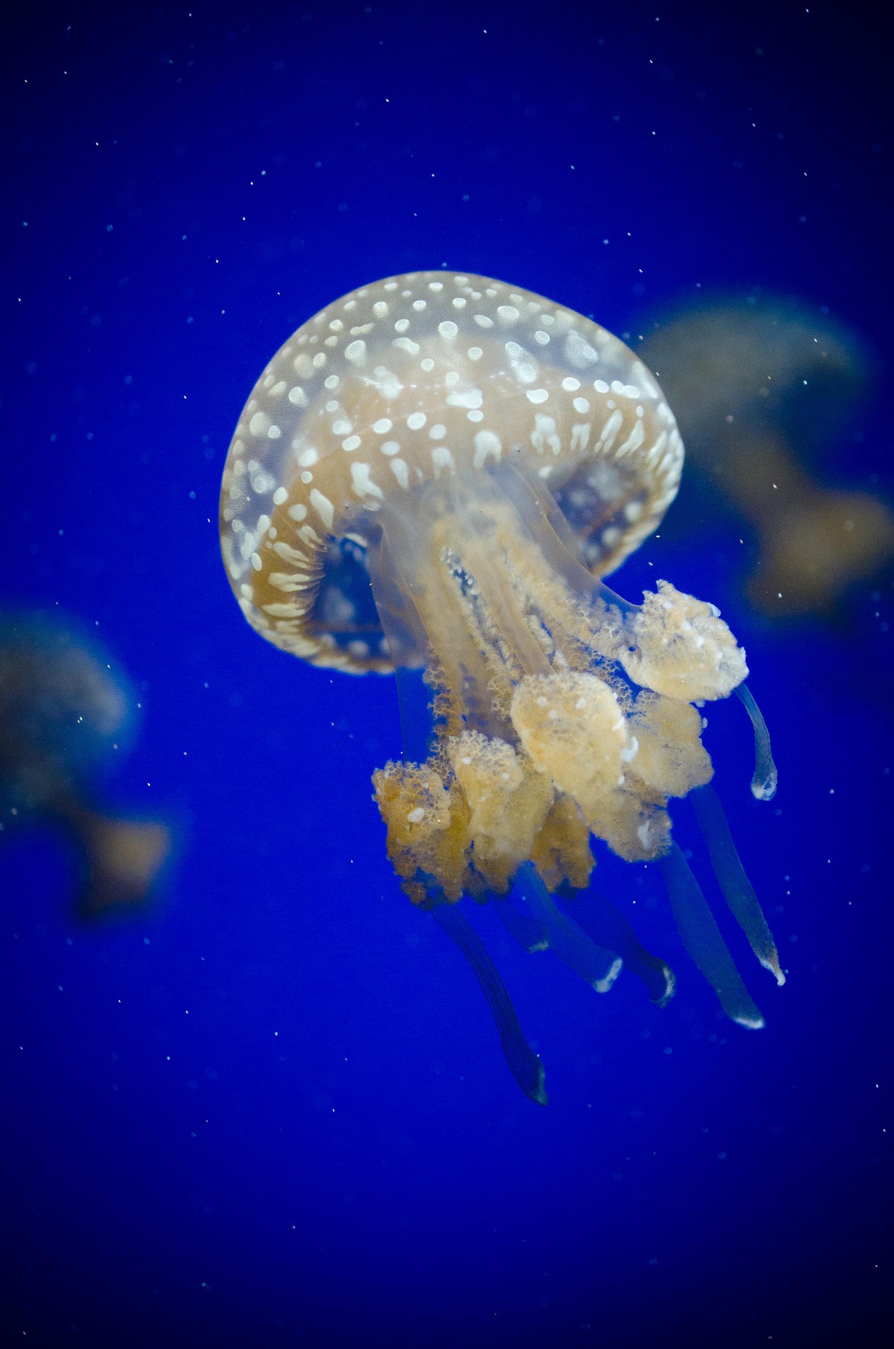 A jellyfish in the ocean